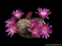 Sulcorebutia caracarensis 3304
